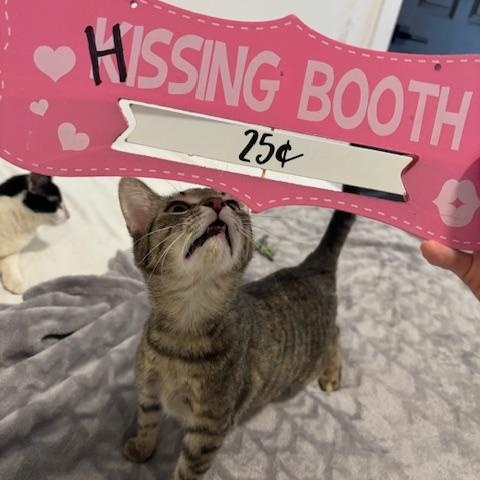 Annie, a Adoptable Domestic Short Hair in Fort Worth, TX image 3/4