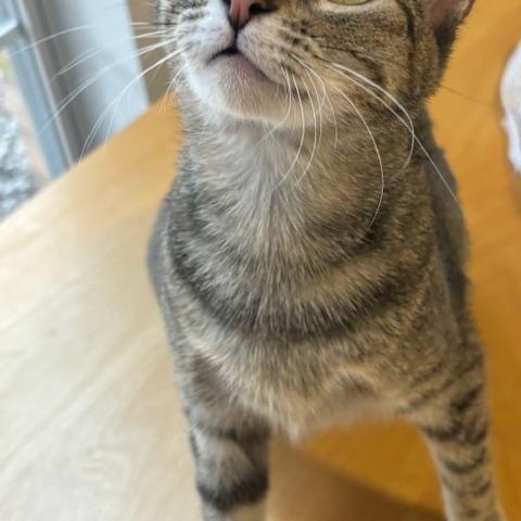 Annie, a Adoptable Domestic Short Hair in Fort Worth, TX image 4/4