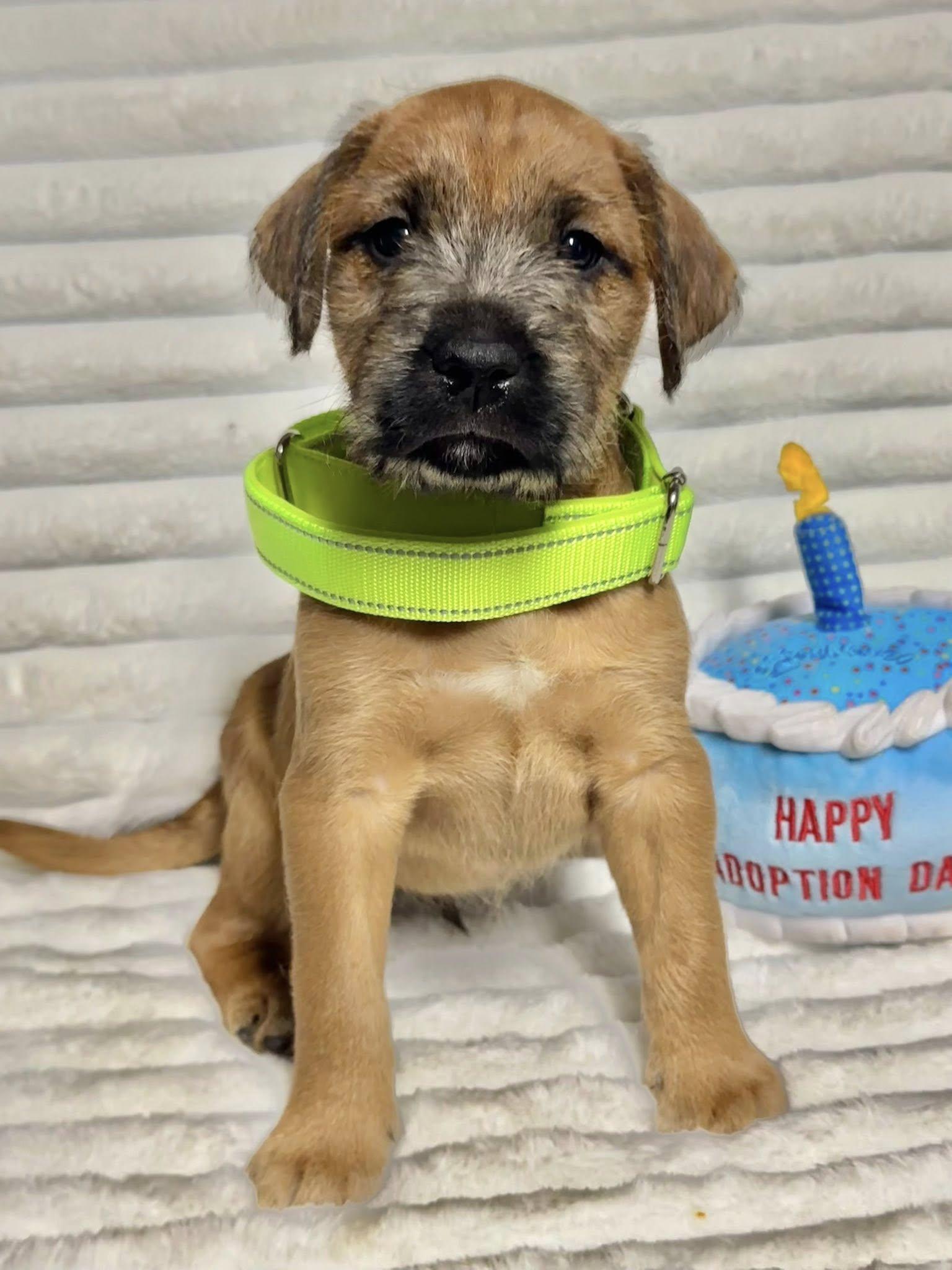 Foxglove, ADOPTABLE, Puppy Male Labrador Retriever & Golden Retriever.