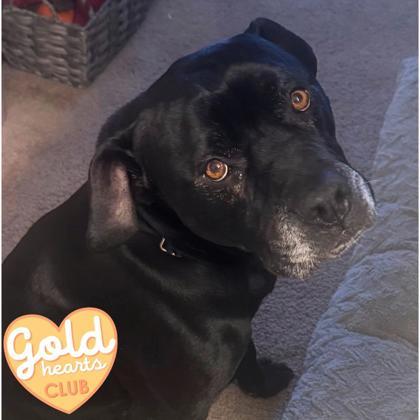 Stan — thumbnail 3