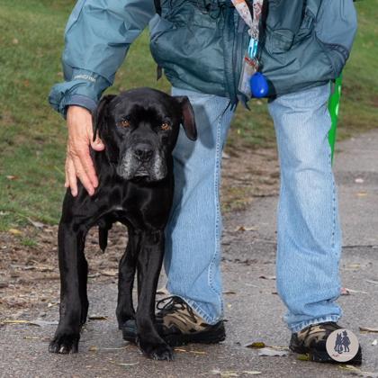 Enlarge Stan, a Adoptable mixed breed in Ann Arbor, MI image 2/3