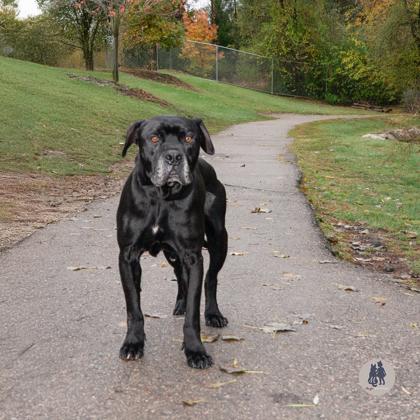 Enlarge Stan, a Adoptable mixed breed in Ann Arbor, MI image 4/5