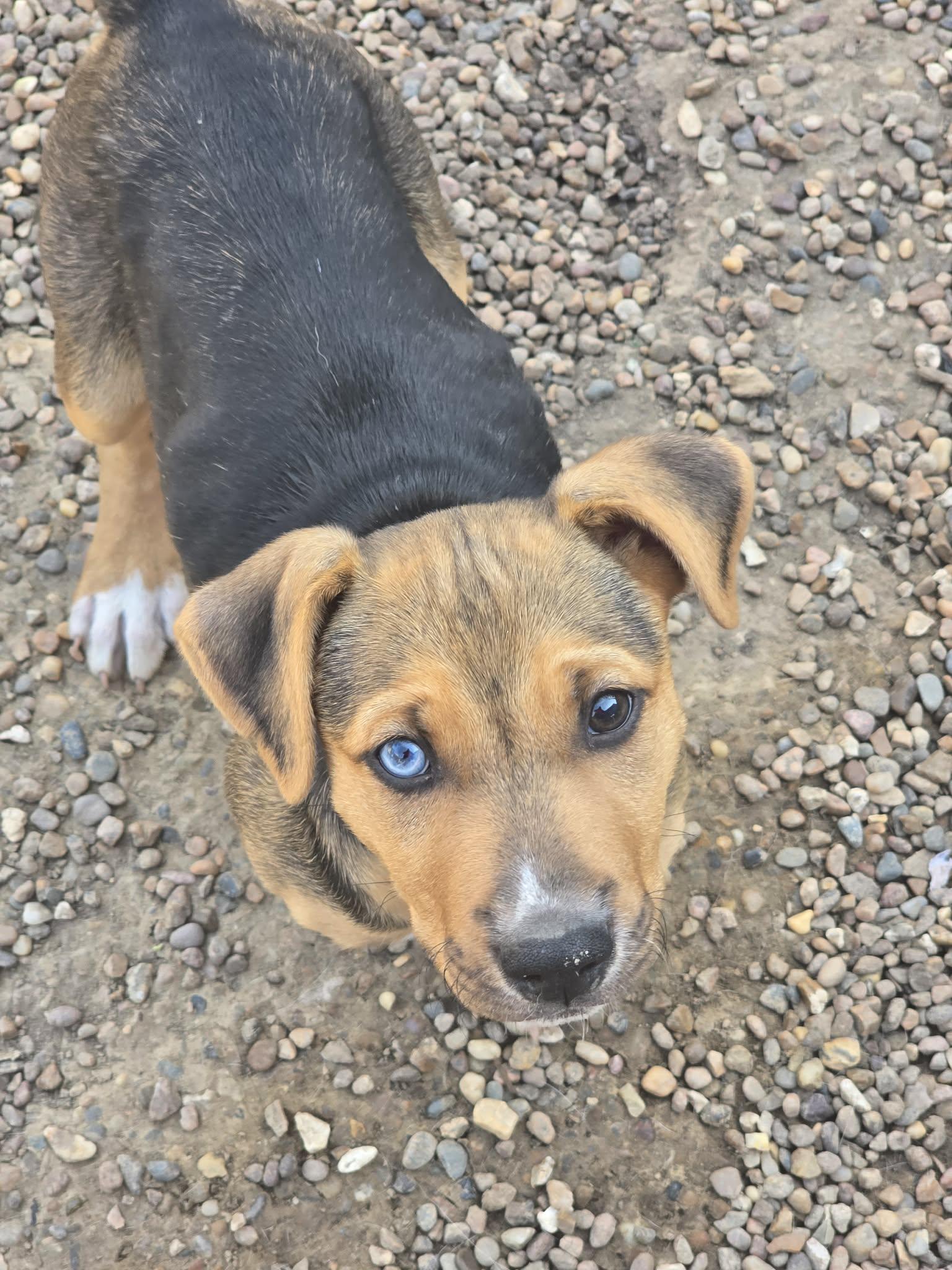 Sophie, a Adoptable Mixed Breed in Poplar Bluff, MO image 1/2
