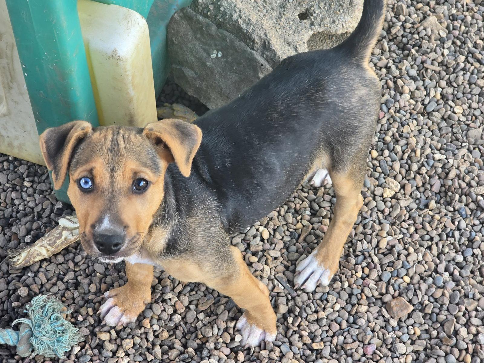 Sophie, a Adoptable Mixed Breed in Poplar Bluff, MO image 2/2