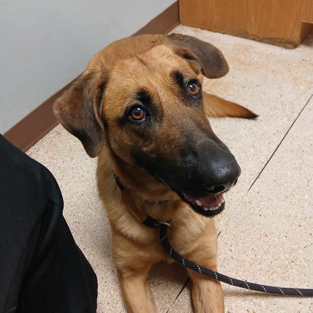 Enlarge Delilah, a Adoptable mixed breed in Flintstone, MD image 1/6