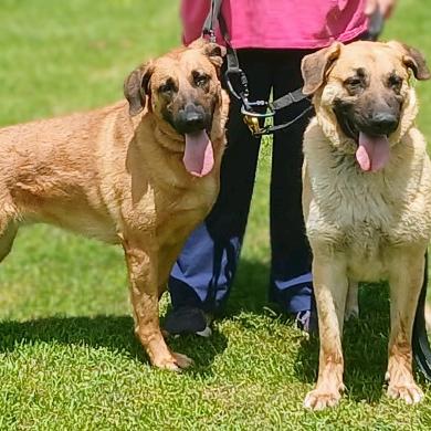 Enlarge Delilah, a Adoptable mixed breed in Flintstone, MD image 2/6