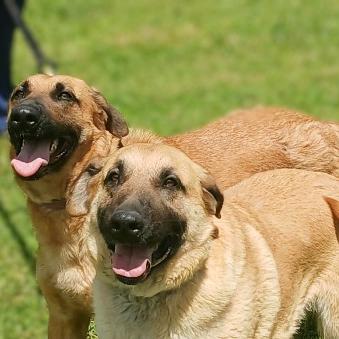 Enlarge Delilah, a Adoptable mixed breed in Flintstone, MD image 3/6