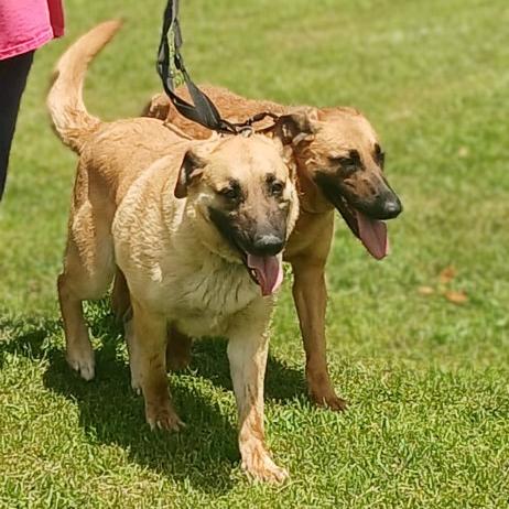 Enlarge Delilah, a Adoptable mixed breed in Flintstone, MD image 4/6