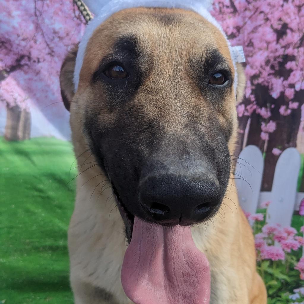 Enlarge Delilah, a Adoptable mixed breed in Flintstone, MD image 5/6