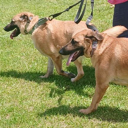 Enlarge Delilah, a Adoptable mixed breed in Flintstone, MD image 6/6