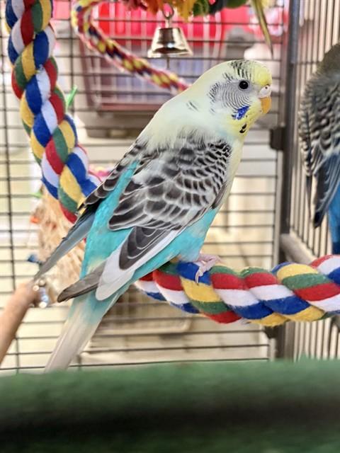 Enlarge BELLA, a Adoptable Parakeet (Other) in Boston, MA image 1/1