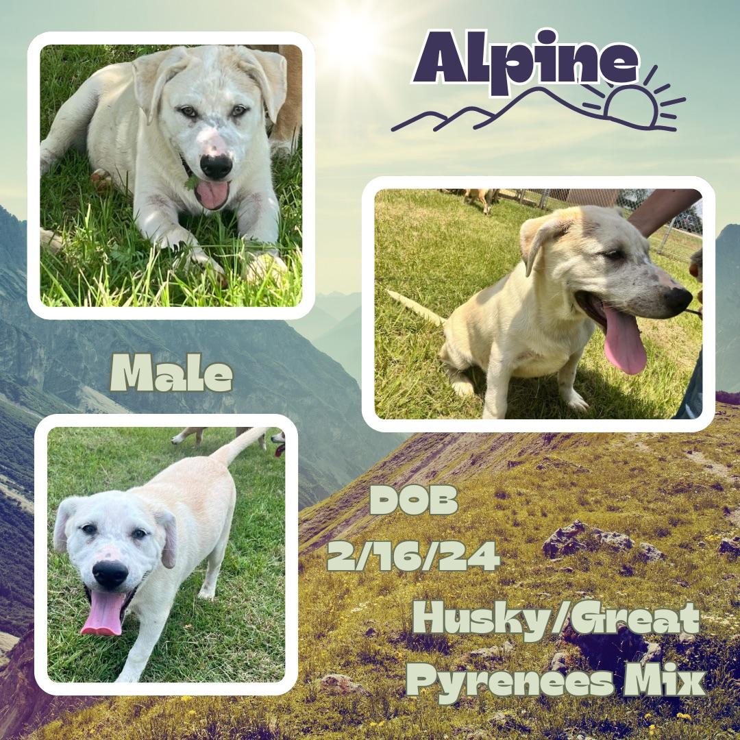 Dog for adoption Alpine, a Siberian Husky & Great Pyrenees Mix in