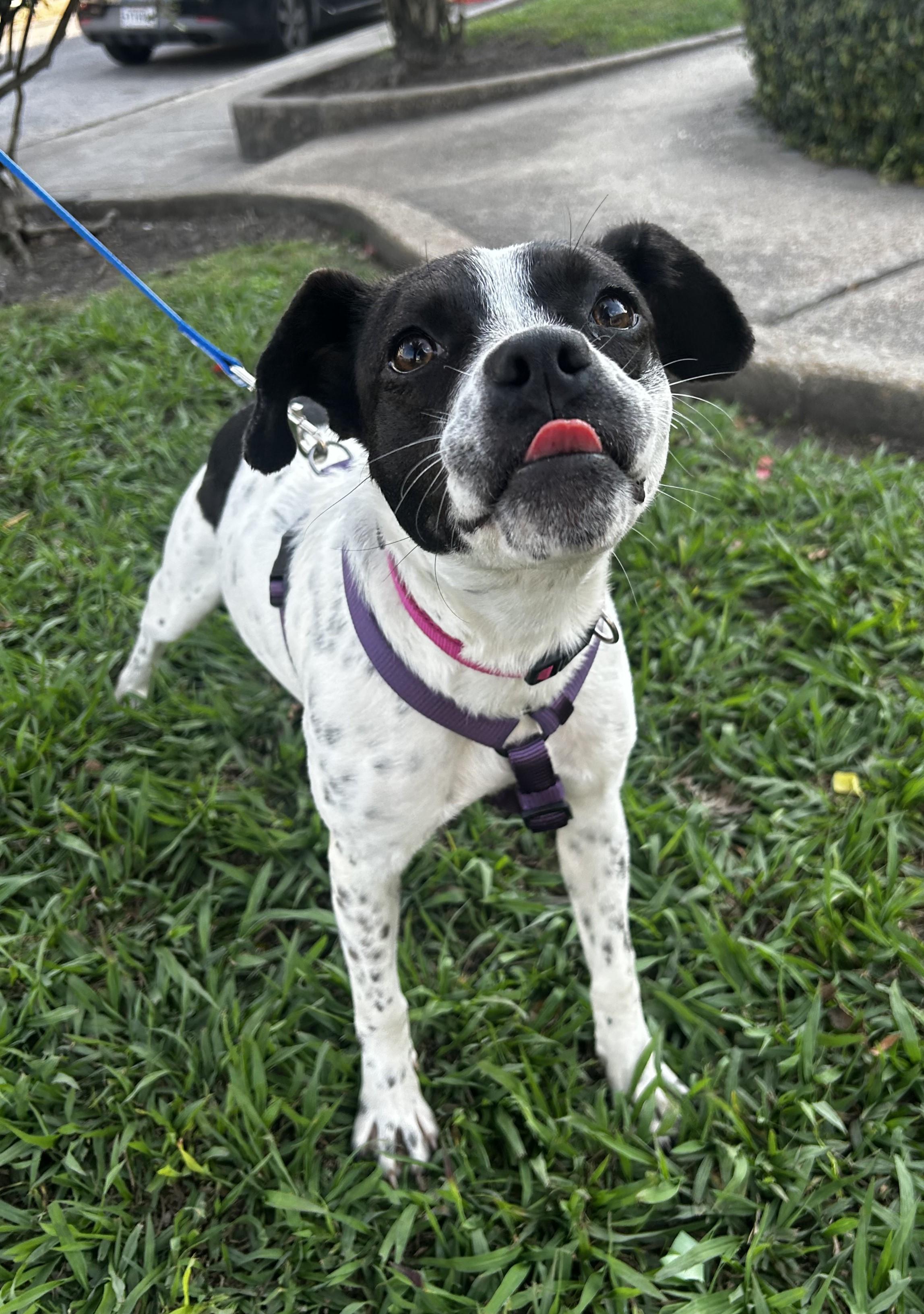 Enlarge Dottie, a Adoptable mixed breed in New Orleans, LA image 2/4