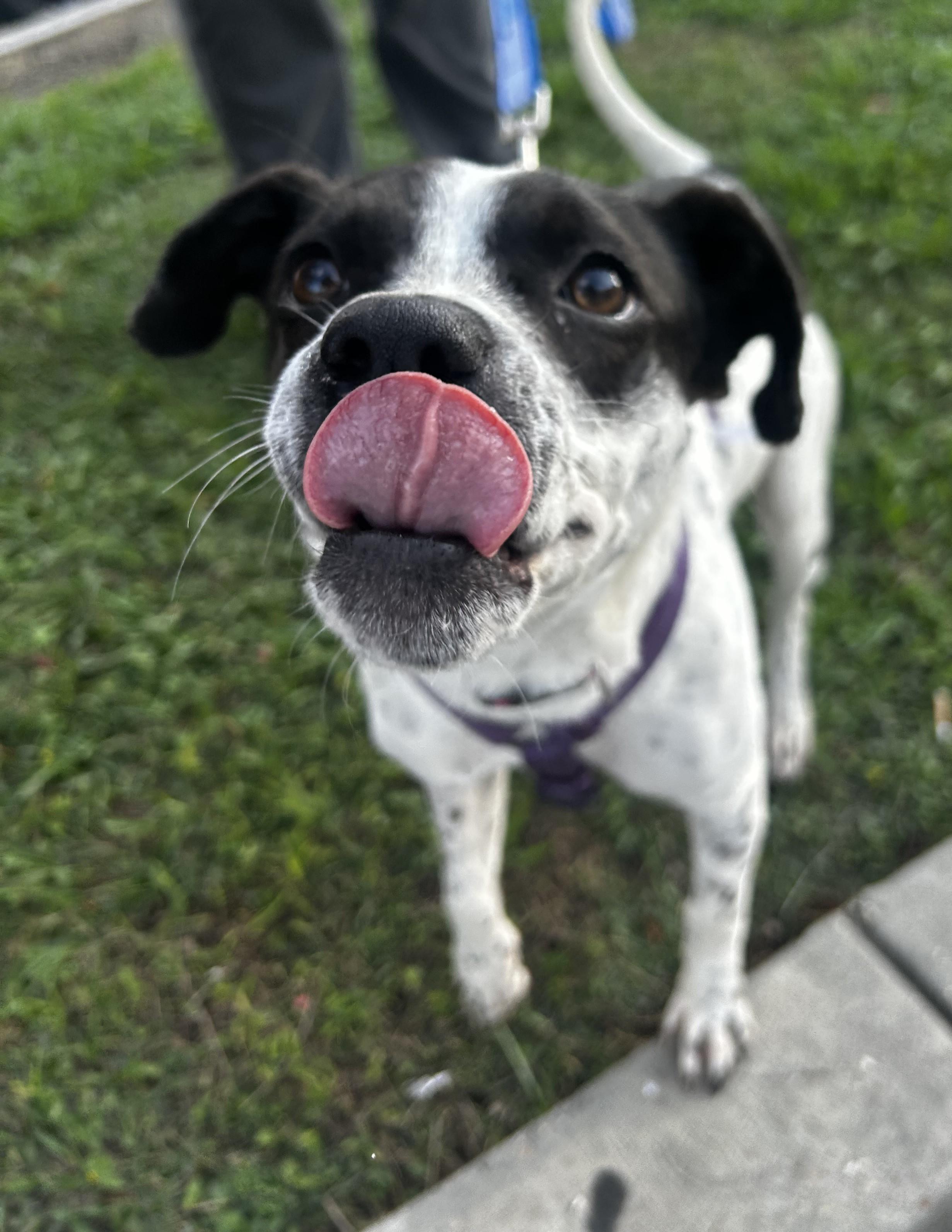 Enlarge Dottie, a Adoptable mixed breed in New Orleans, LA image 4/4