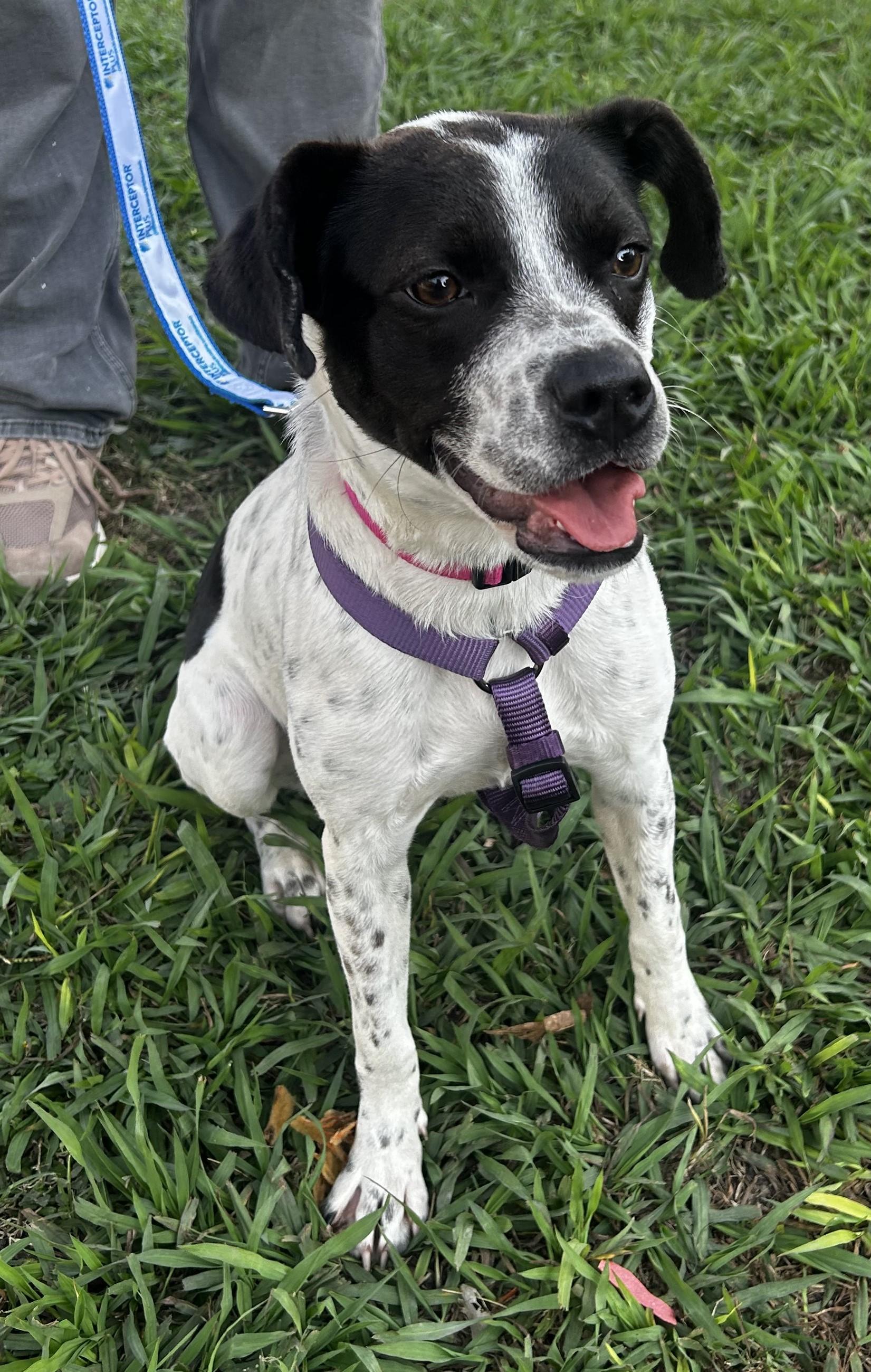 Enlarge Dottie, a Adoptable mixed breed in New Orleans, LA image 1/4