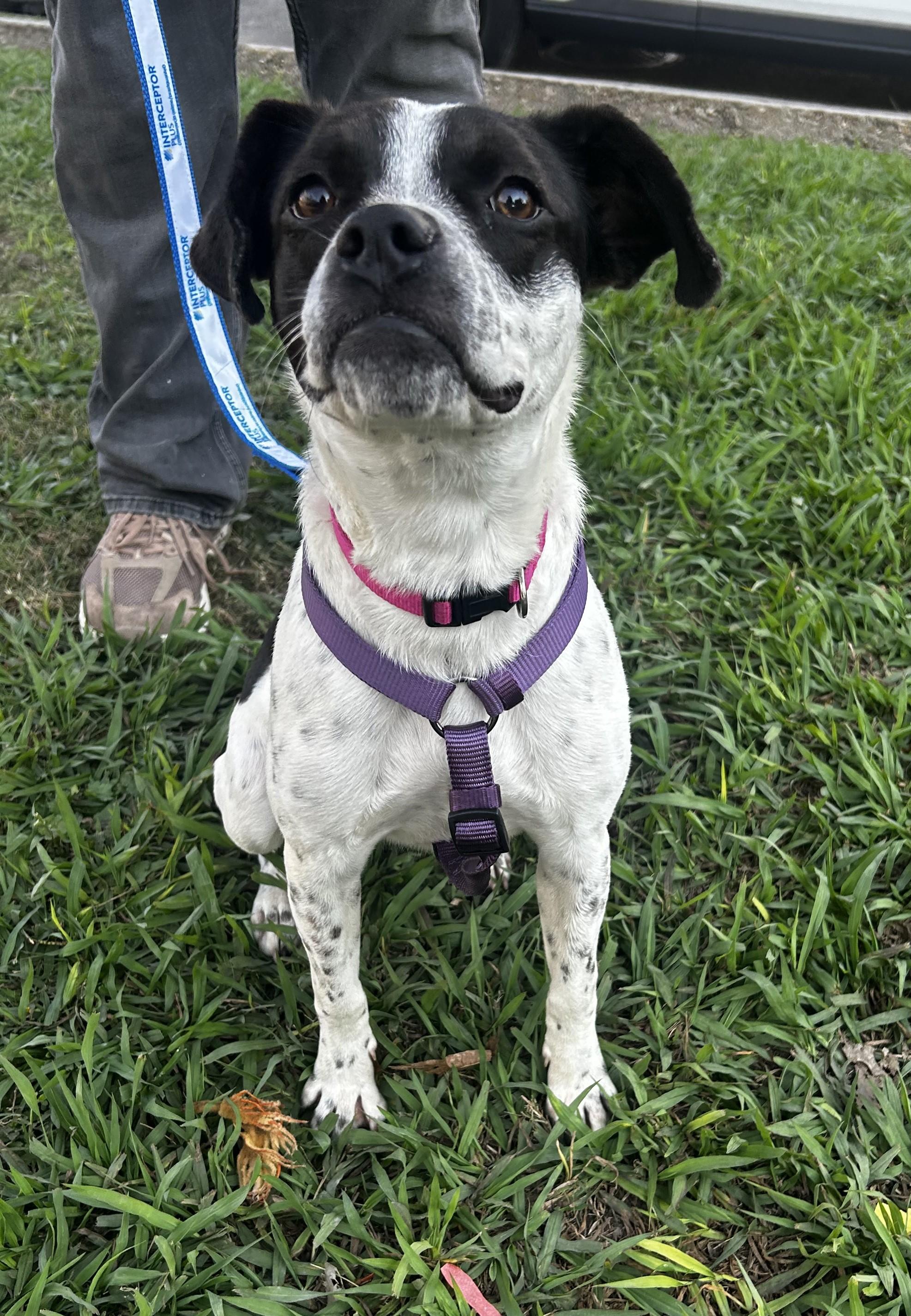Enlarge Dottie, a Adoptable mixed breed in New Orleans, LA image 3/4
