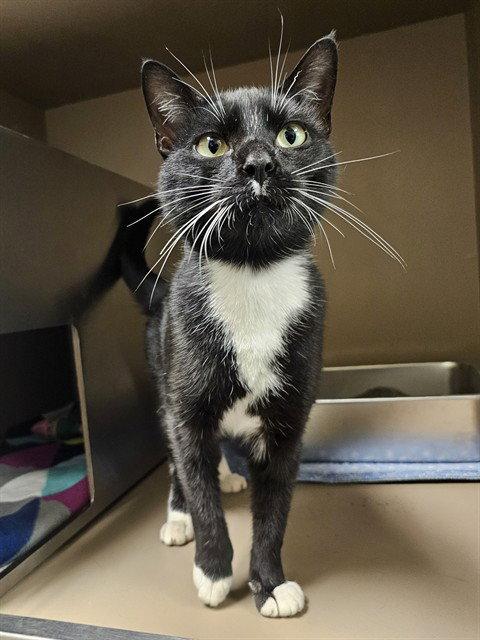 FANG, Adoptable, Adult Male Domestic Short Hair.