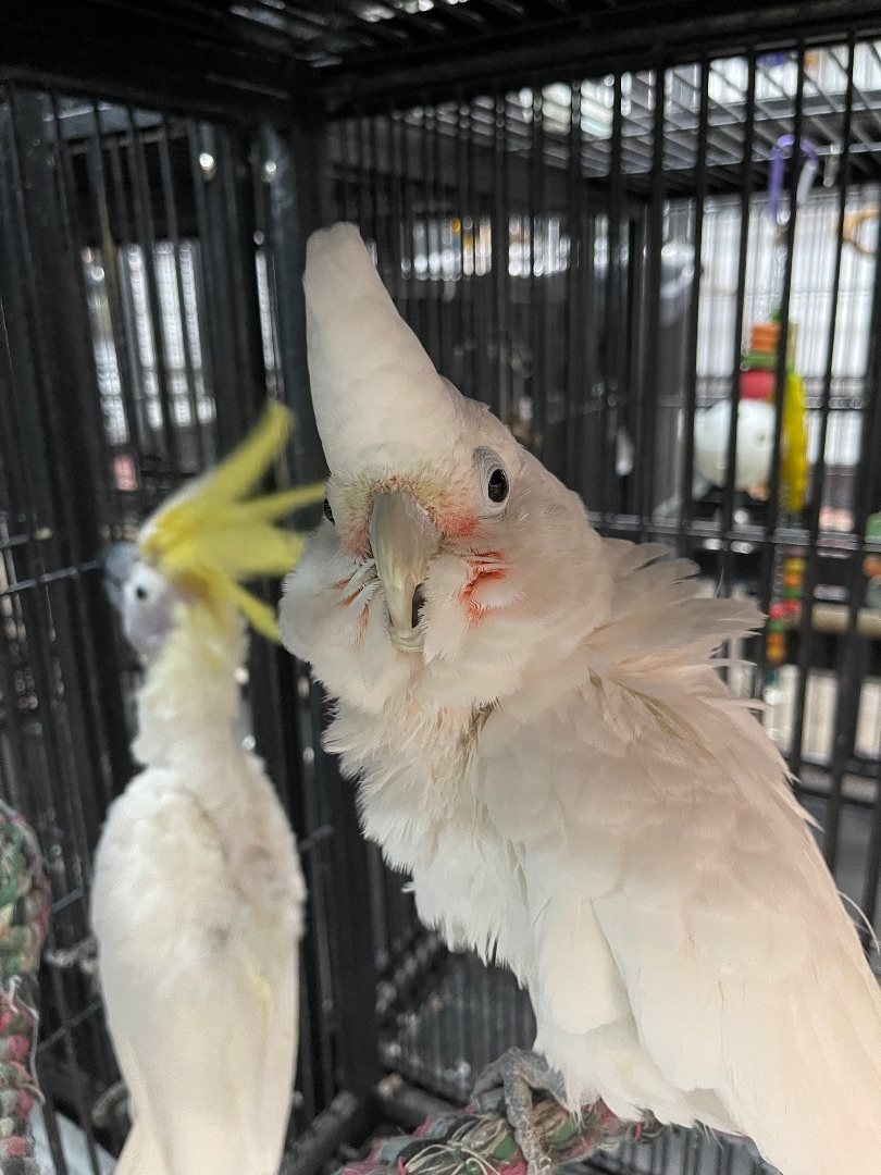 Ripple and Arri, a Adoptable Cockatoo in Bend, OR image 1/2