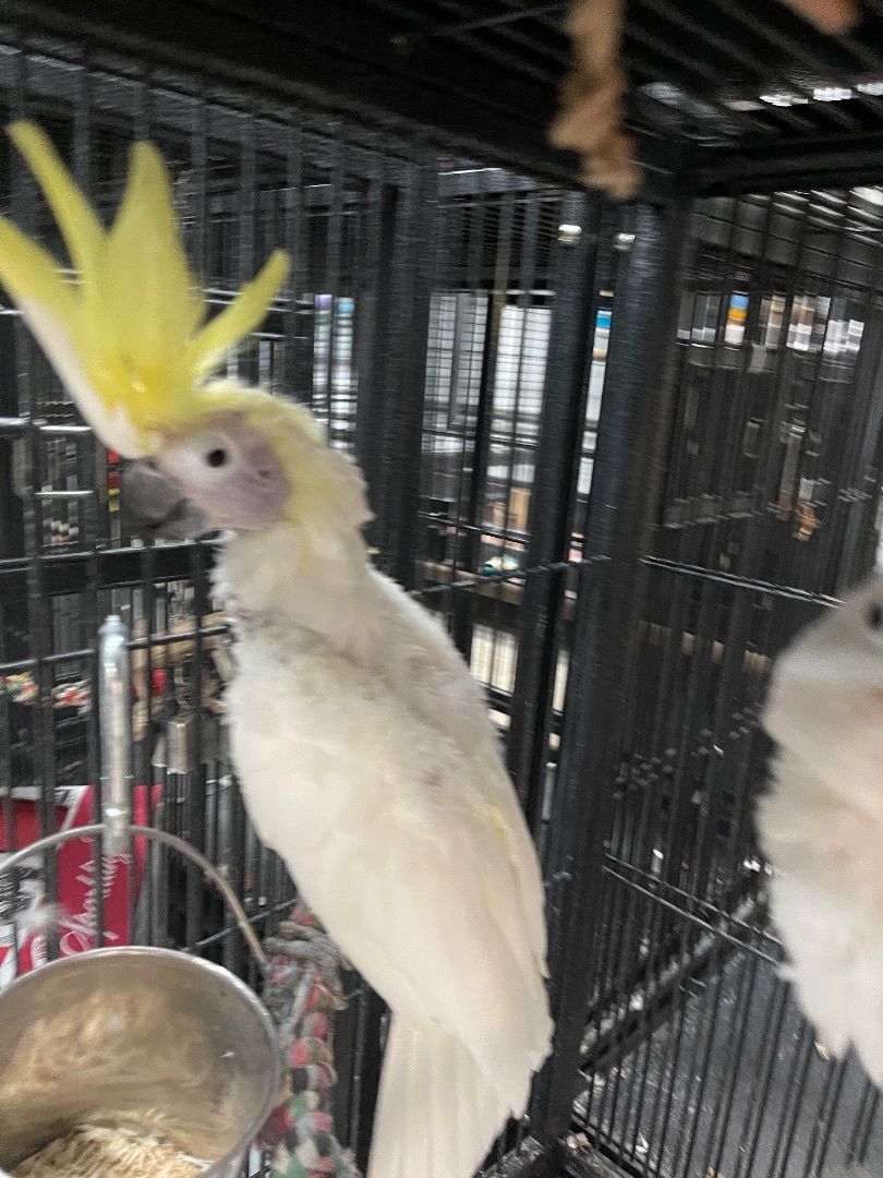 Ripple and Arri, a Adoptable Cockatoo in Bend, OR image 2/2