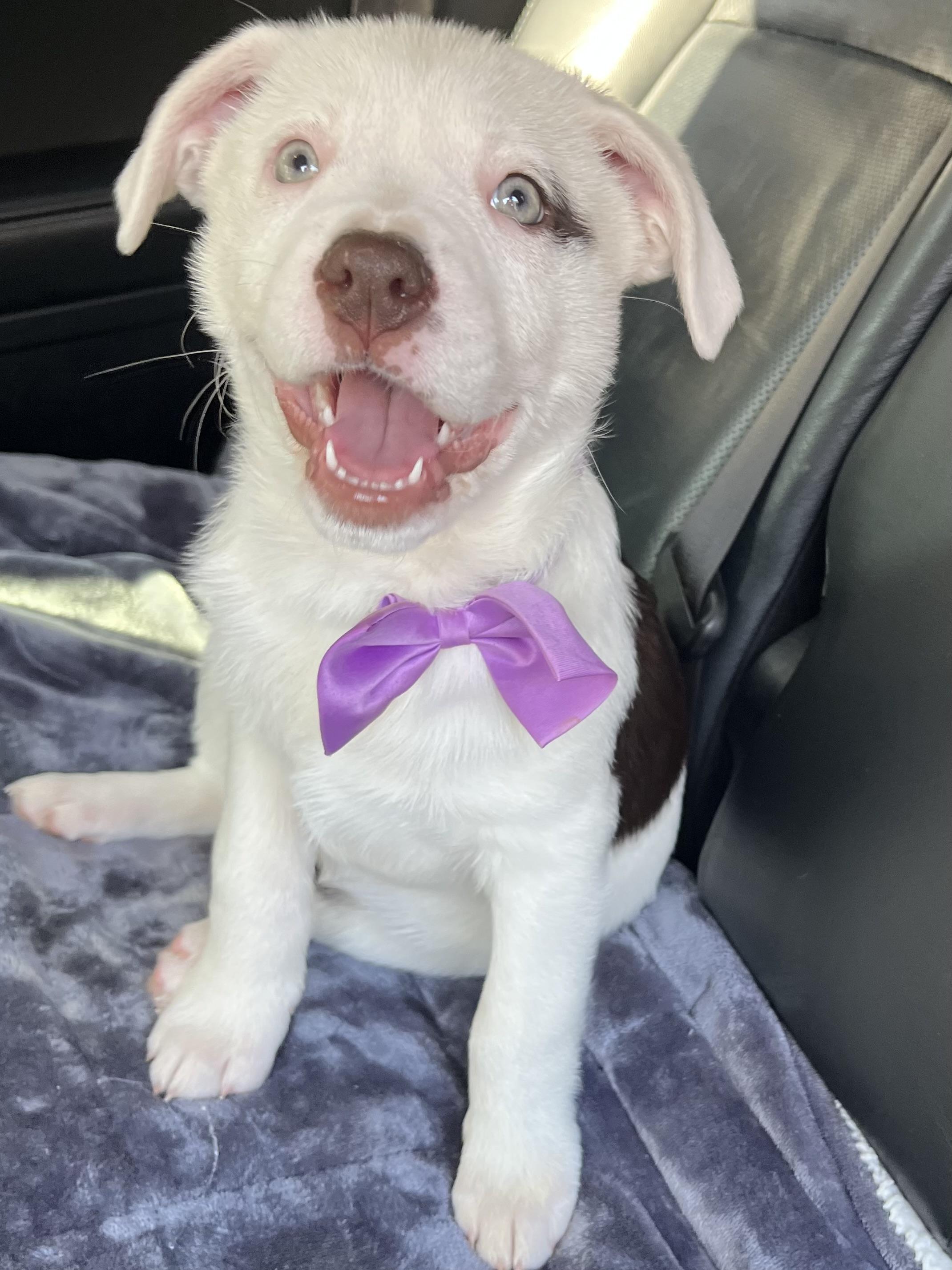 Enlarge Candy , a Adoptable mixed breed in Barnwell , SC image 6/6