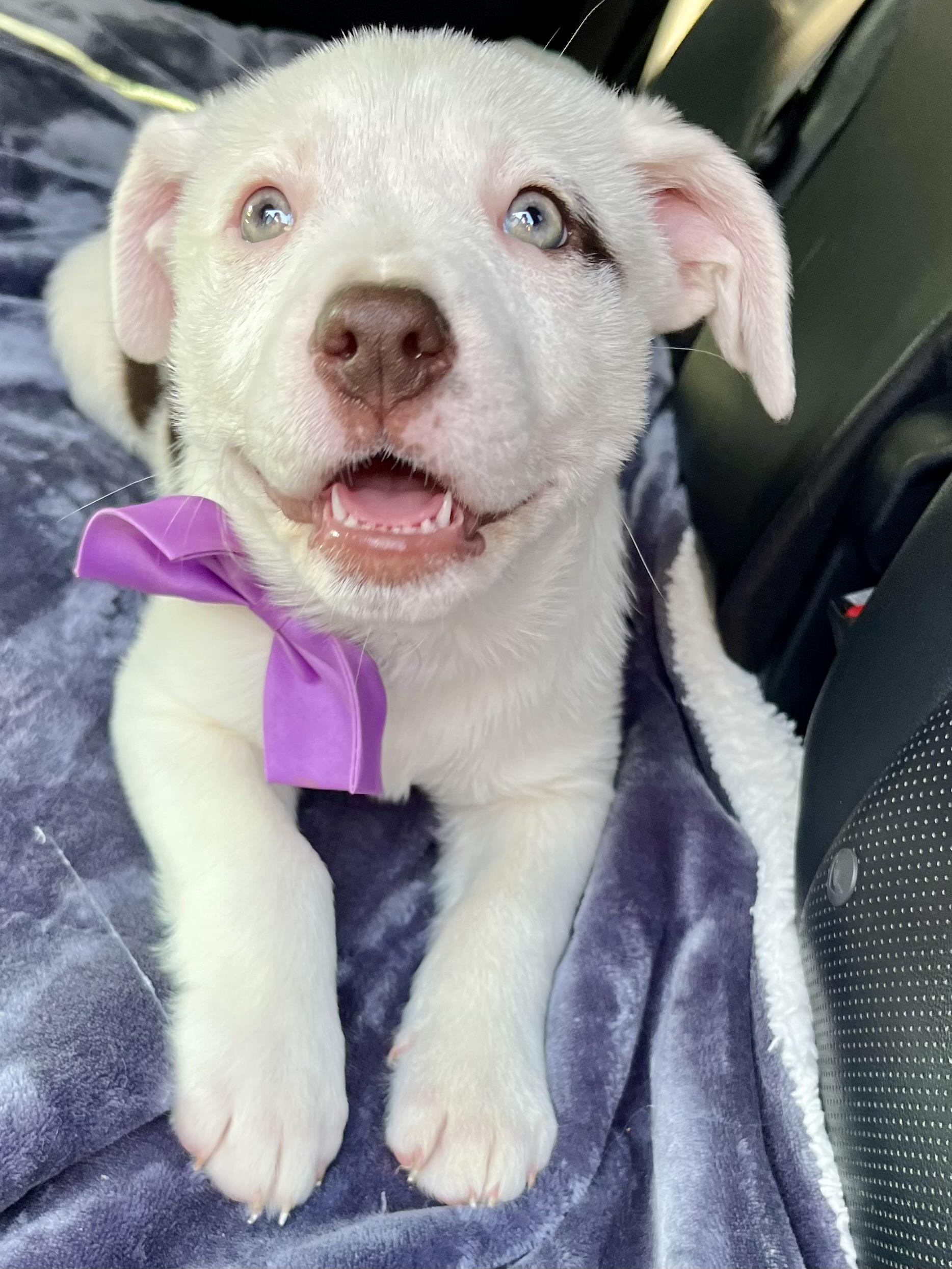 Enlarge Candy , a Adoptable mixed breed in Barnwell , SC image 1/6