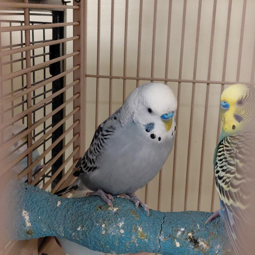 Enlarge 12, a Adoptable Parakeet (Other) in Cincinnati, OH image 1/1