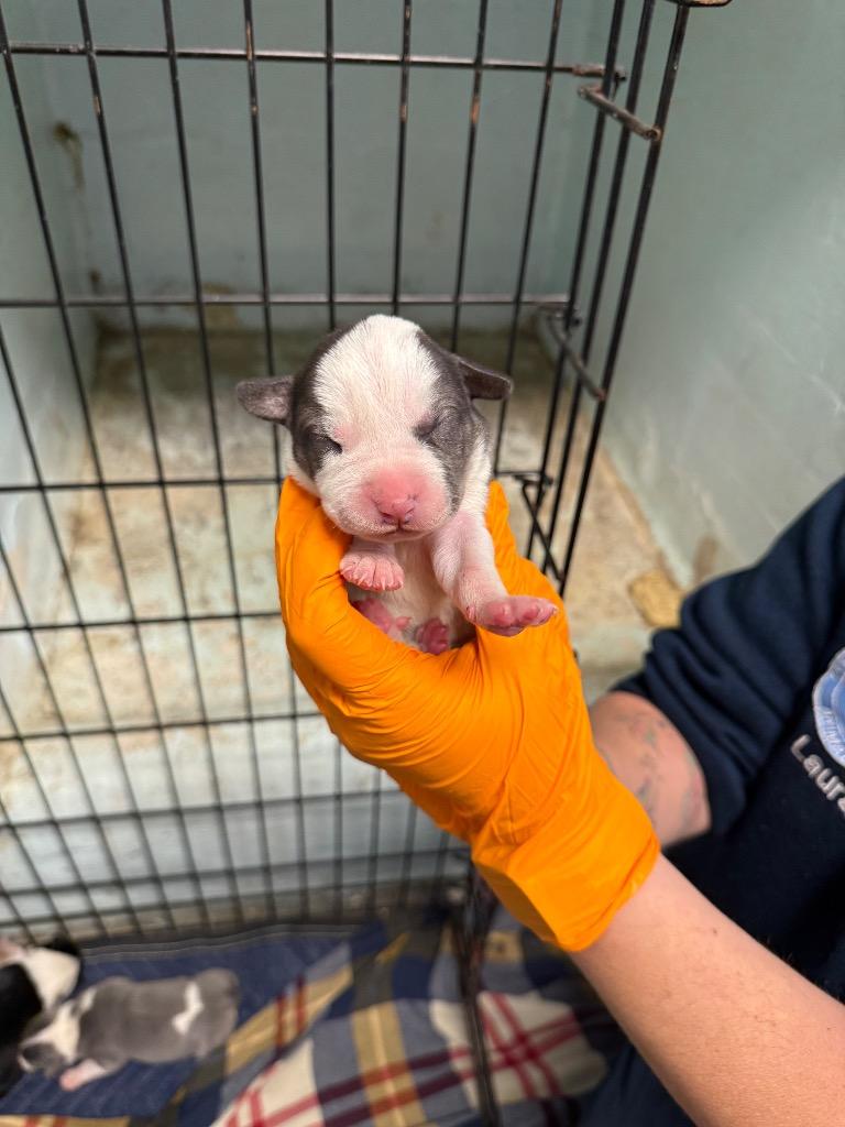 Biscuit, Adoptable, Puppy Male Staffordshire Bull Terrier & Mixed Breed.