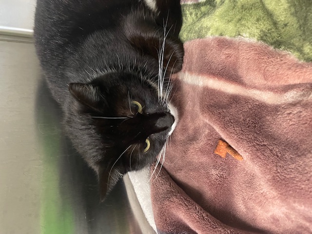 Enlarge Sammy, a Adoptable Domestic Short Hair in Fincastle, VA image 1/1