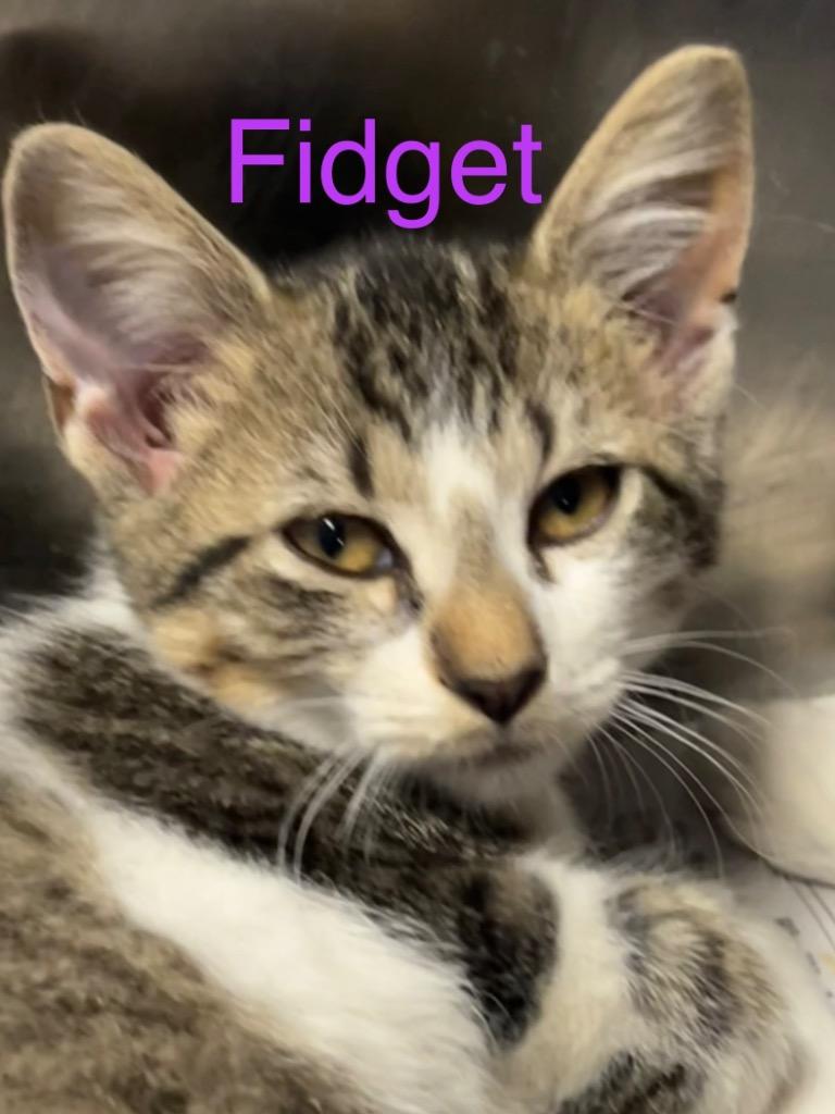Enlarge Fidget, a Adoptable mixed breed in Princeton, IN image 1/1