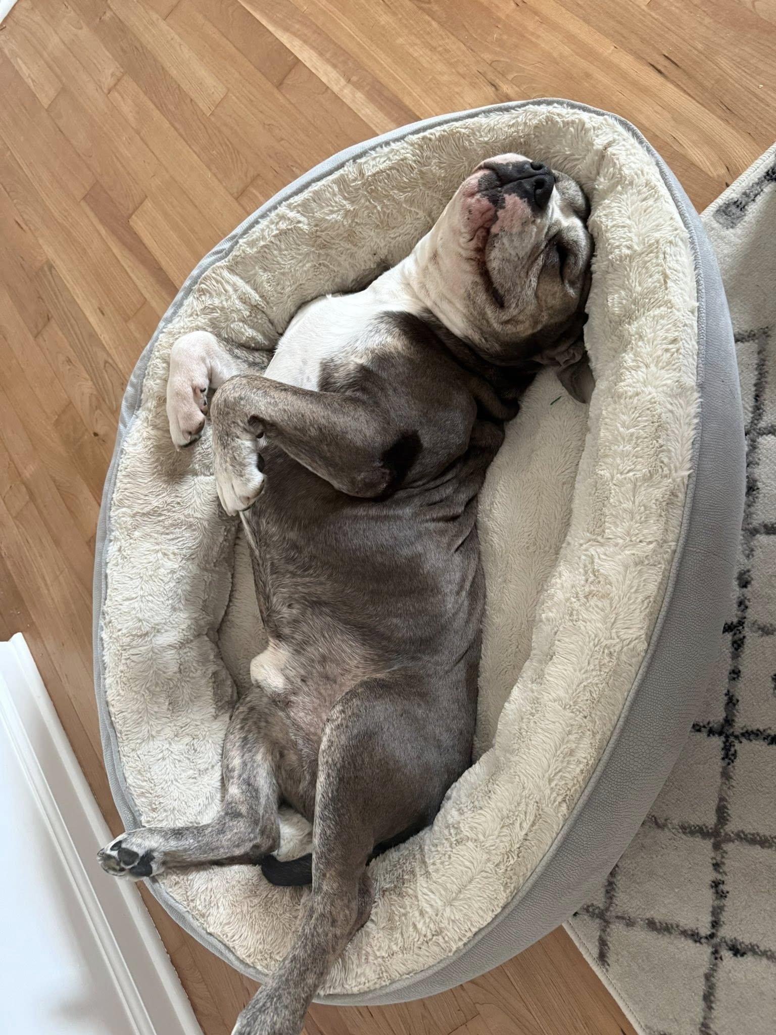 Enlarge Oscar, a Adopted mixed breed in Torrington, CT image 3/6