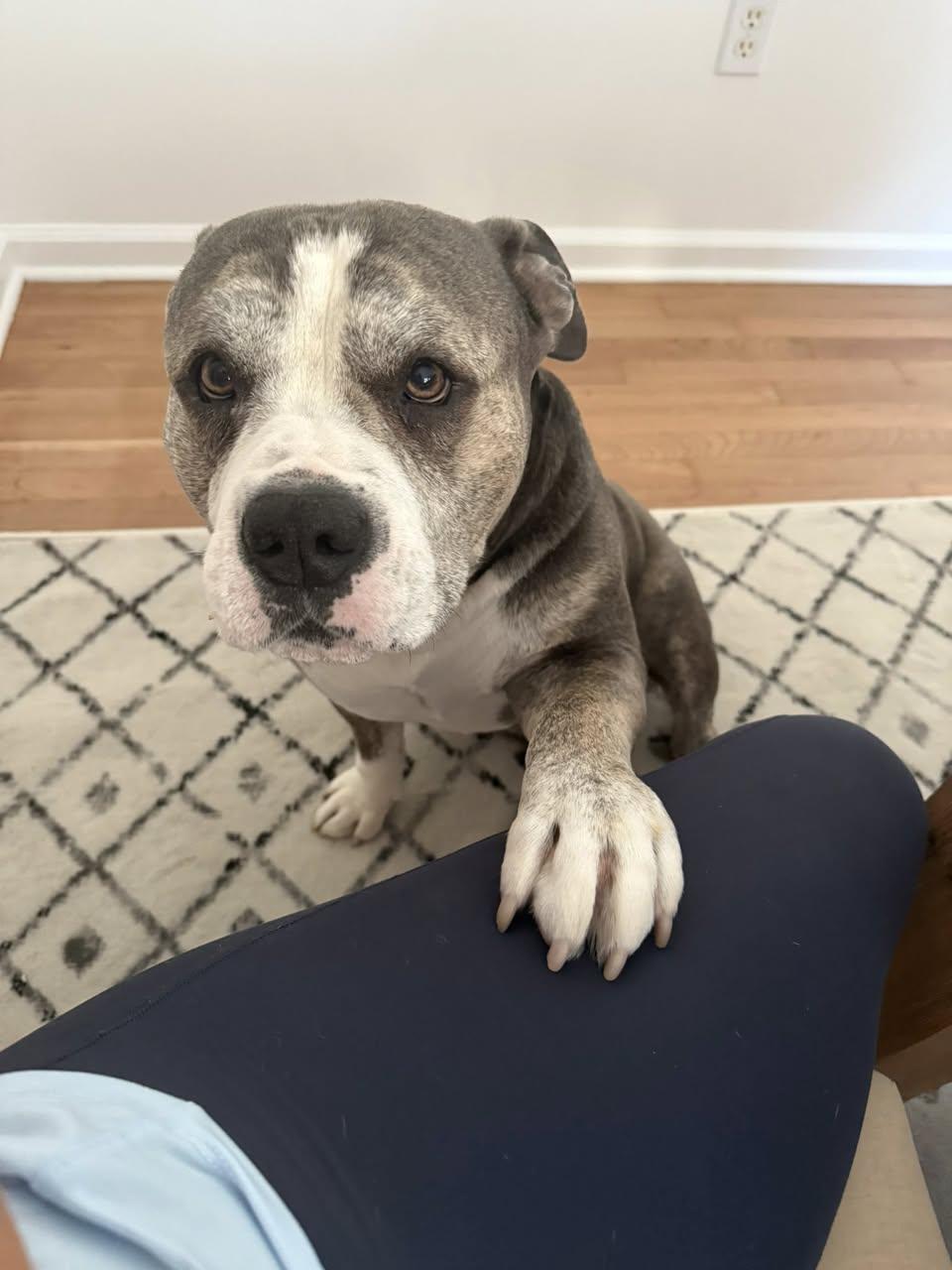 Oscar, Adopted, Senior Male American Bully.