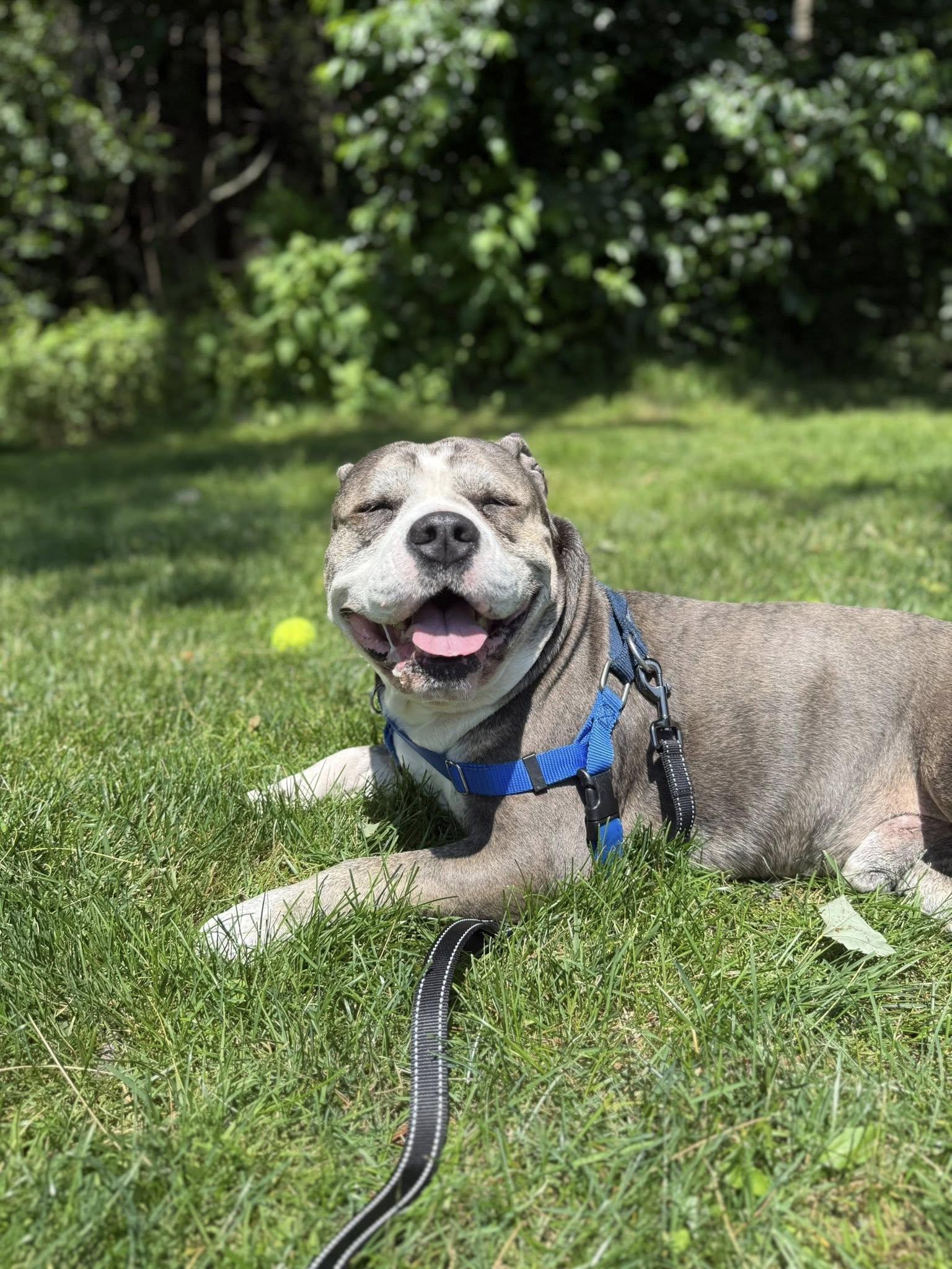Enlarge Oscar, a Adopted mixed breed in Torrington, CT image 4/6