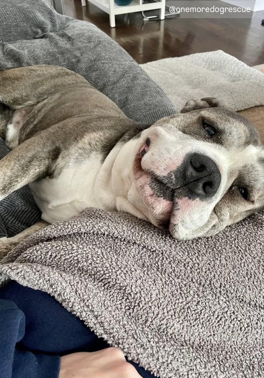 Enlarge Oscar, a Adopted mixed breed in Torrington, CT image 5/6