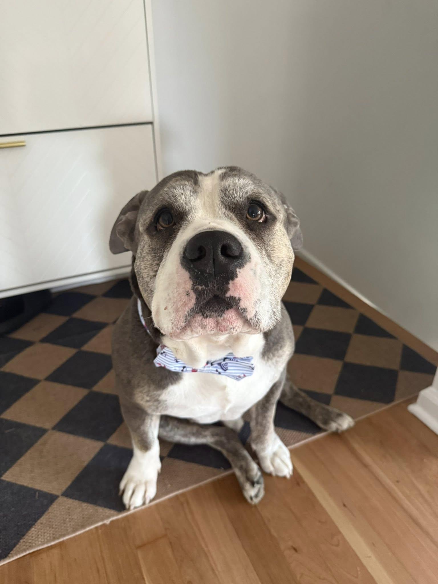 Enlarge Oscar, a Adopted mixed breed in Torrington, CT image 6/6