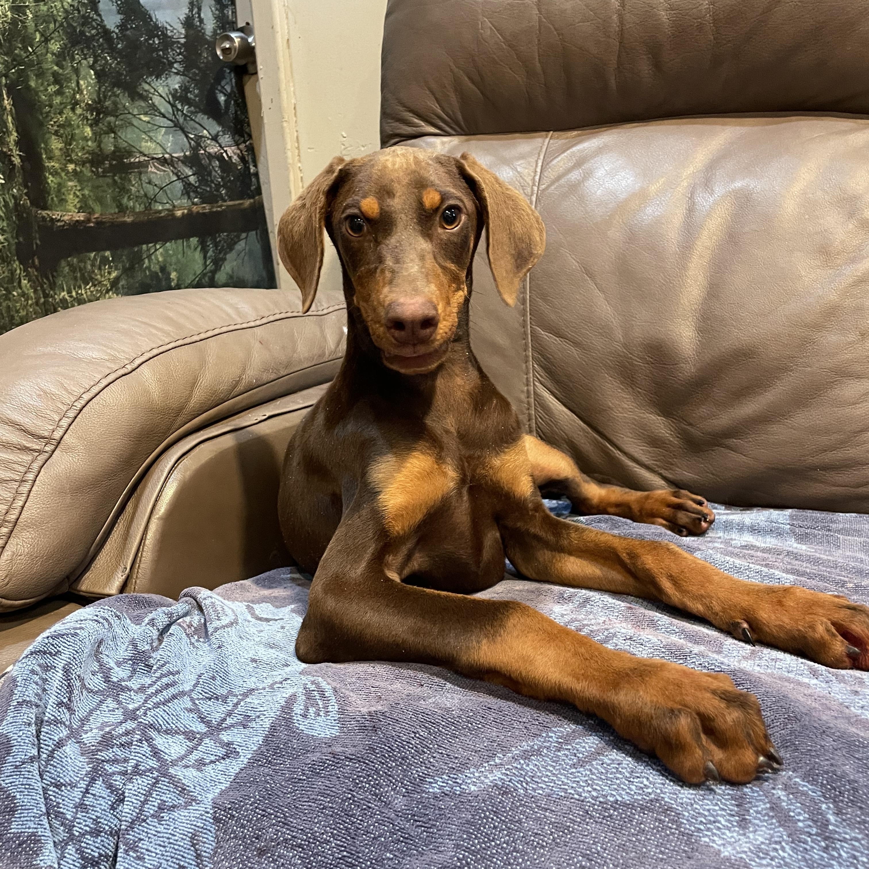 Enlarge Ruby , an adopted Doberman Pinscher in Phoenix, AZ image 5/5