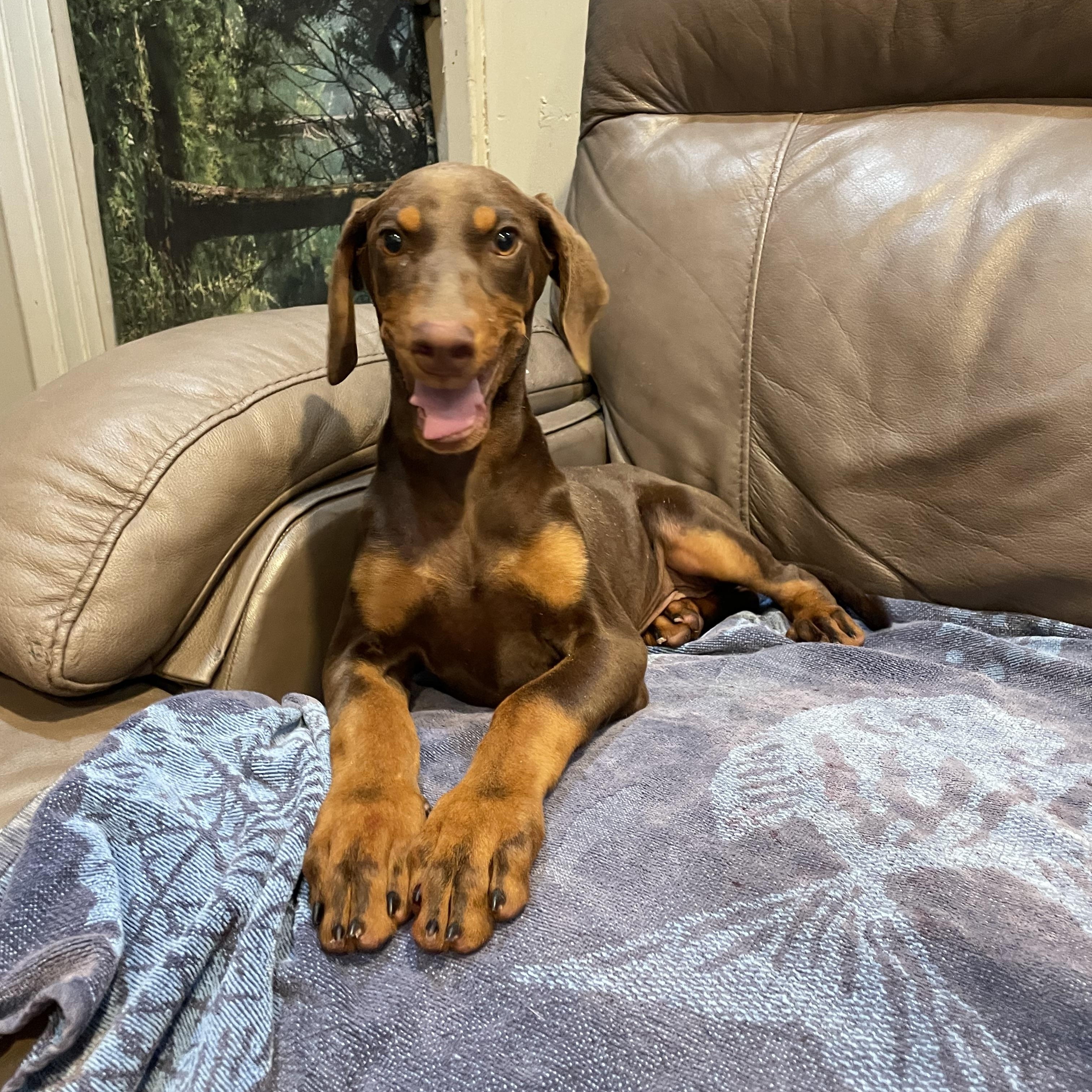 Ruby , adopted, Young Female Doberman Pinscher.