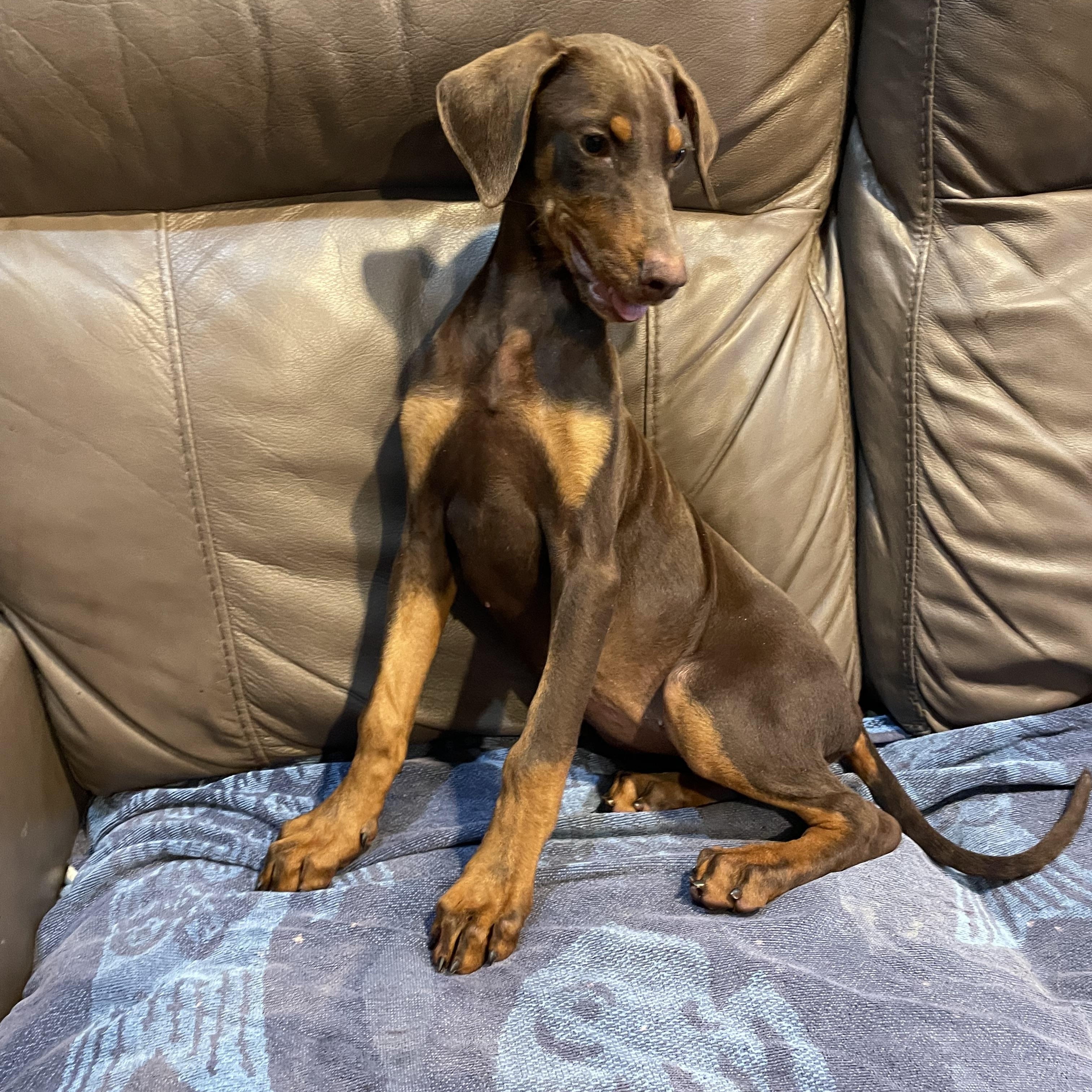 Enlarge Ruby , an adopted Doberman Pinscher in Phoenix, AZ image 2/5