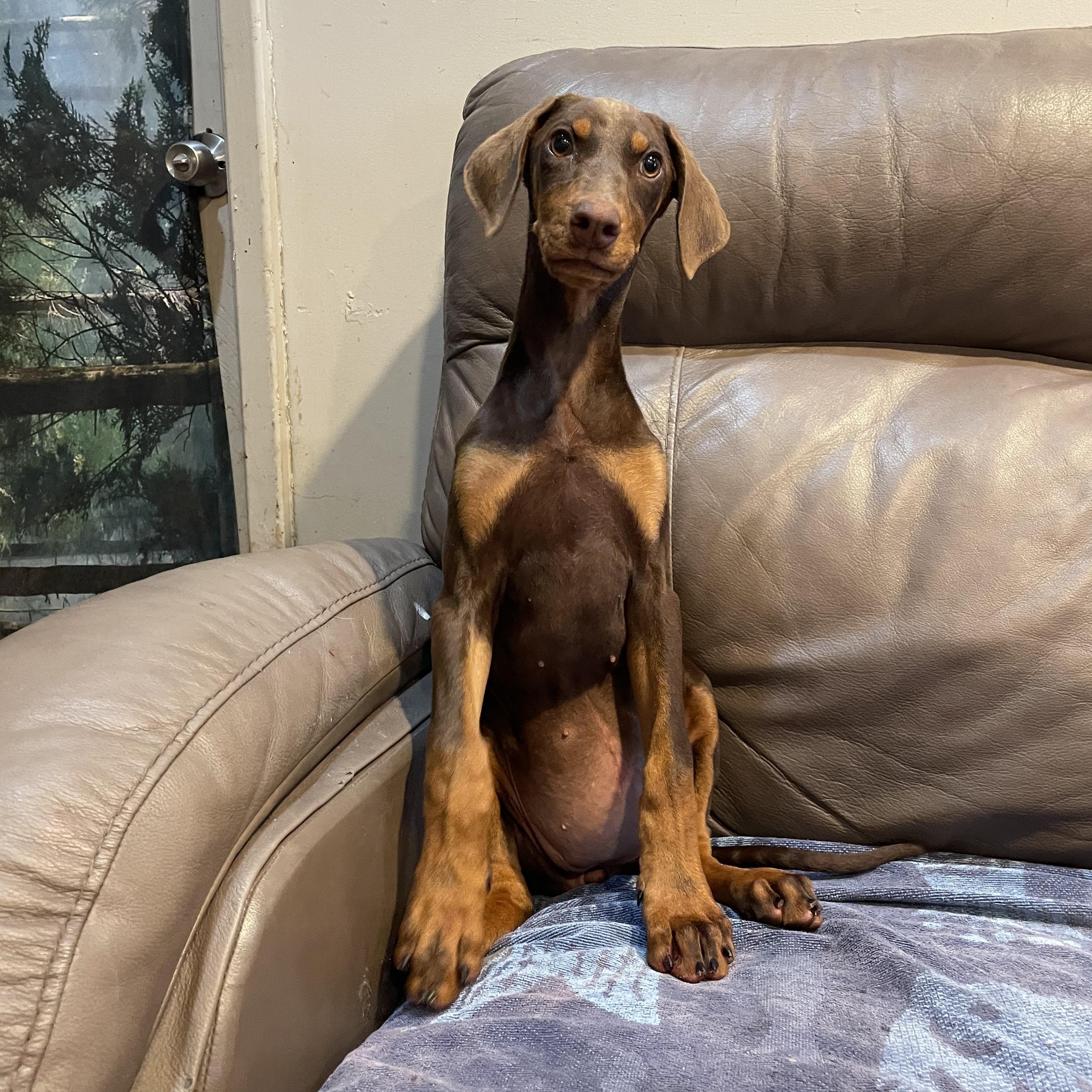 Enlarge Ruby , an adopted Doberman Pinscher in Phoenix, AZ image 4/5