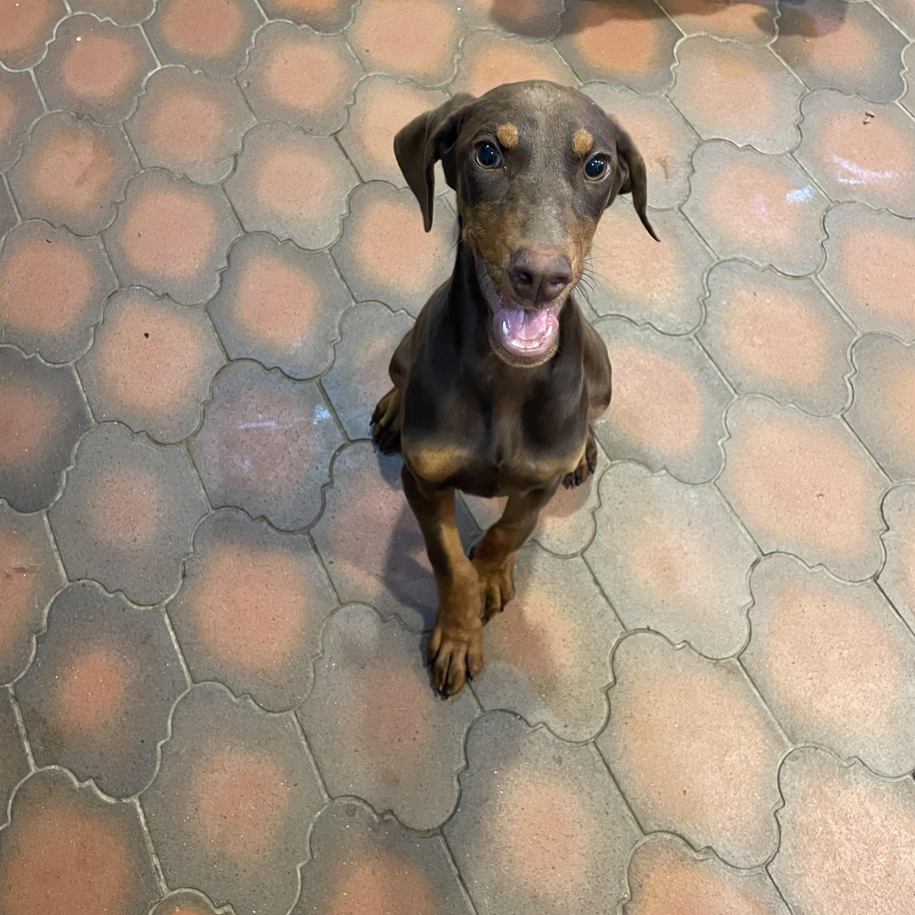 Enlarge Ruby , an adopted Doberman Pinscher in Phoenix, AZ image 3/5