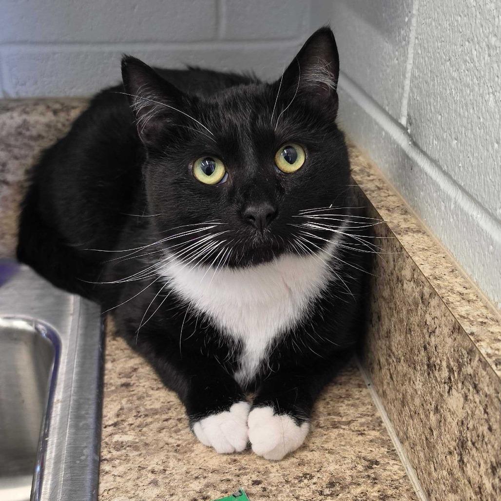 Jack, Adoptable, Adult Male Domestic Short Hair.