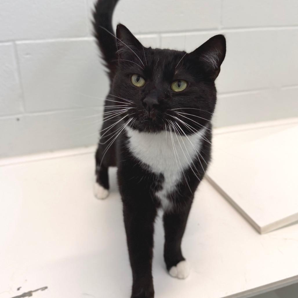 Jack, a Adoptable Domestic Short Hair in Marshall, VA image 2/5