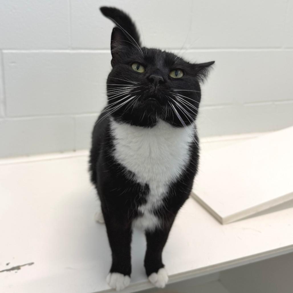 Jack, a Adoptable Domestic Short Hair in Marshall, VA image 3/5