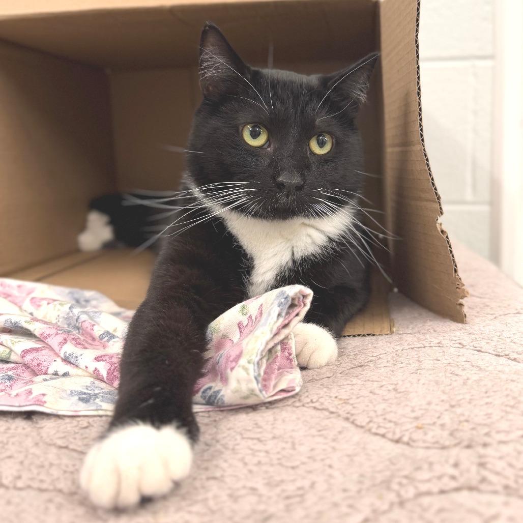 Jack, a Adoptable Domestic Short Hair in Marshall, VA image 4/5