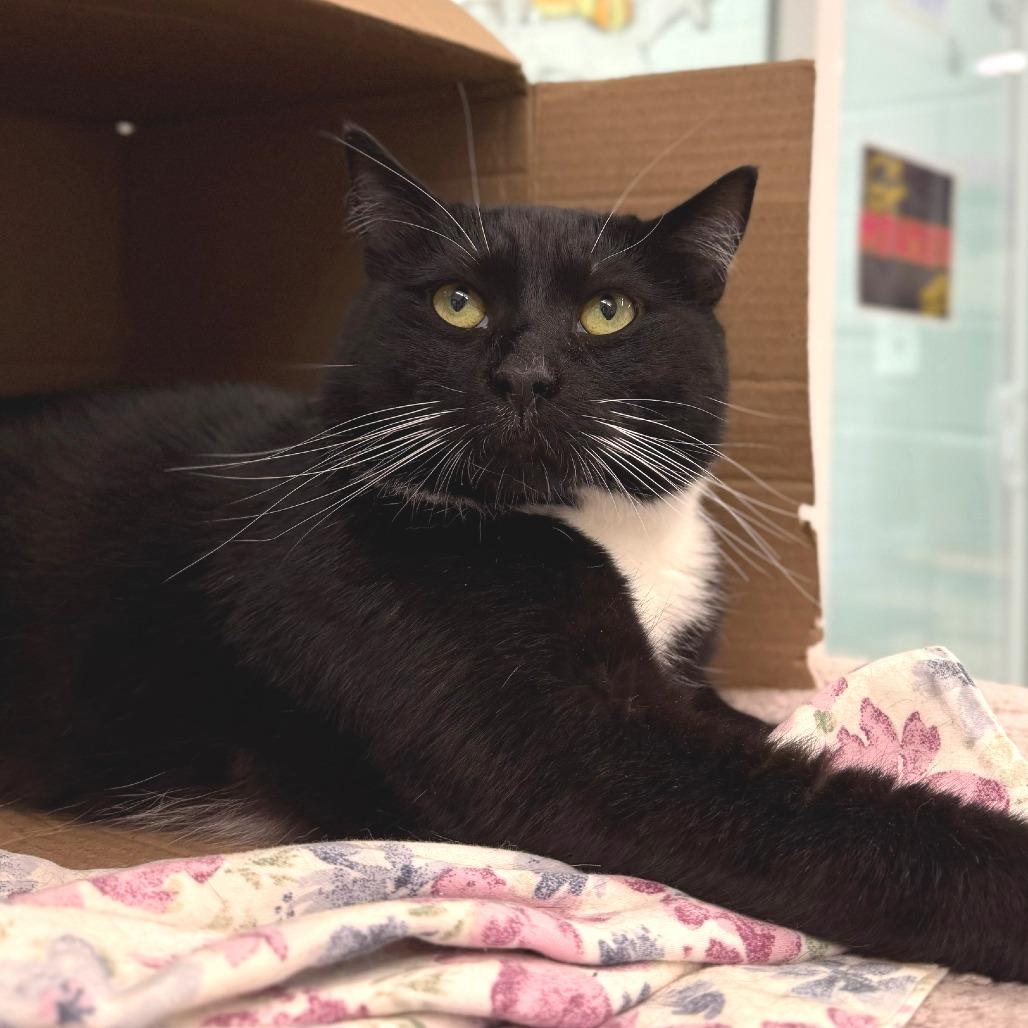 Jack, a Adoptable Domestic Short Hair in Marshall, VA image 5/5