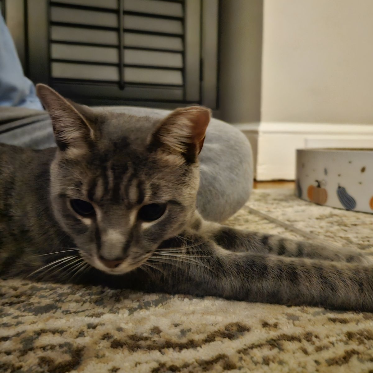 Enlarge Lennox, a Adopted Extra-Toes Cat / Hemingway Polydactyl in Charlotte, NC image 3/4