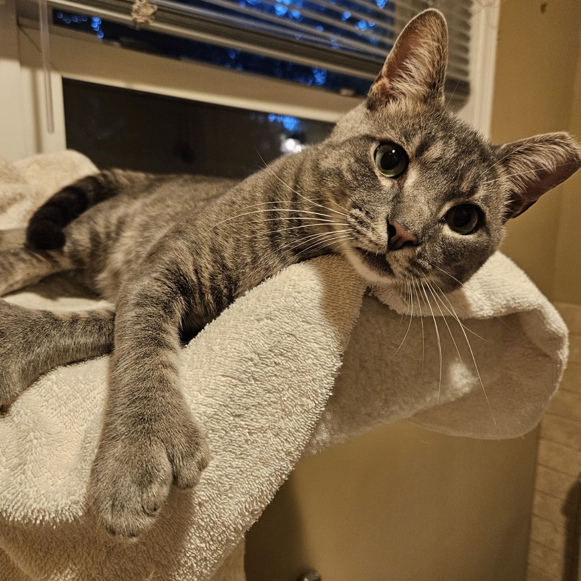 Enlarge Lennox, a Adopted Extra-Toes Cat / Hemingway Polydactyl in Charlotte, NC image 2/4