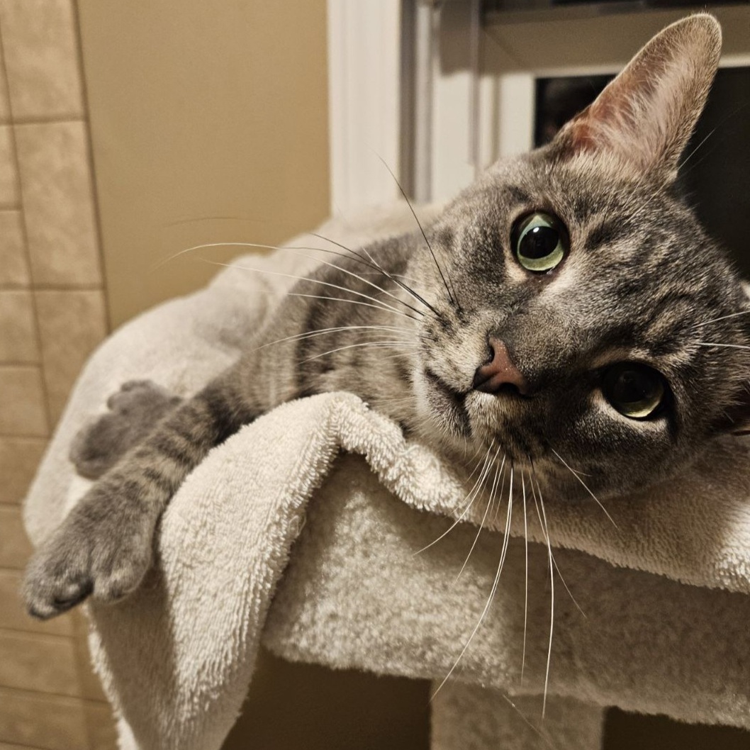 Enlarge Lennox, a Adopted Extra-Toes Cat / Hemingway Polydactyl in Charlotte, NC image 4/4