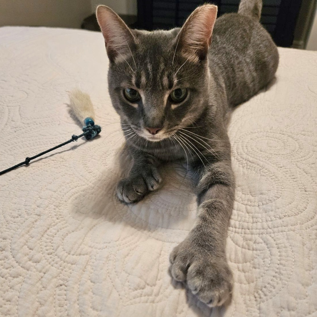 Lennox, Adopted, Young Male Extra-Toes Cat / Hemingway Polydactyl.