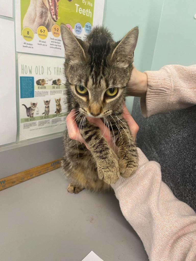 Axton, Adoptable, Young Female Domestic Short Hair.