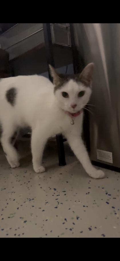 Zelda, Adoptable, Young Female Domestic Short Hair & Domestic Short Hair.